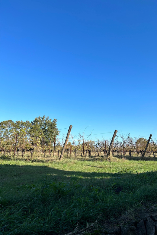 Historic Center Tour + Tasting and Lunch at a Winery - Highlights of Piazza Maggiore