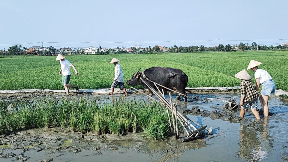 Hoi An: Countryside by Cycling, Buffalo Riding & Do Farming - Exclusions to Consider