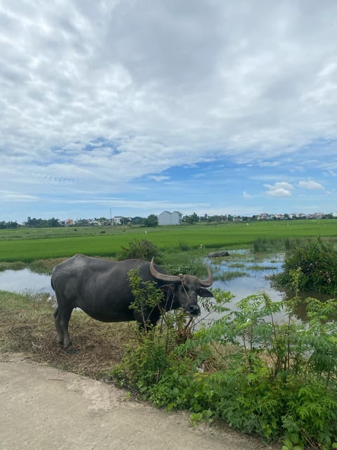 Hoi An: Countrysides Discovery Private Tour - Highlights and Experiences