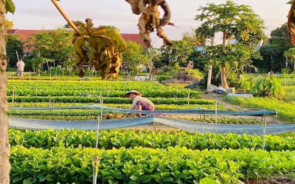 Hoi An/Da Nang:Countryside Village Biking Trip & Basket Boat - Transportation and Pickup