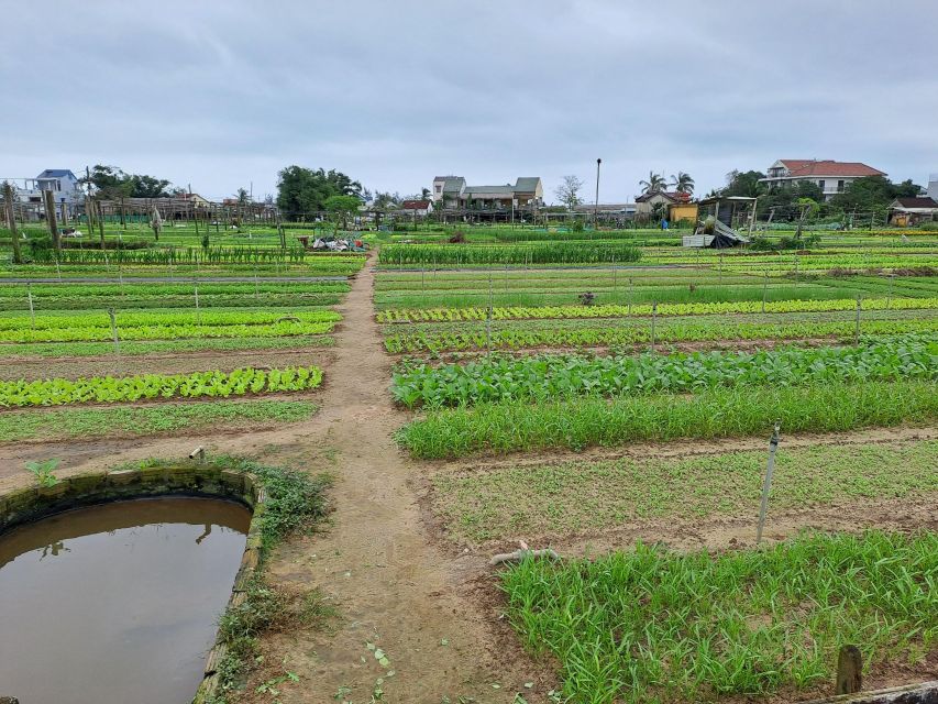 Hoi an Eco Tour: Biking, Basket Boat, Buffalo Ride, Foods - Booking Your Adventure