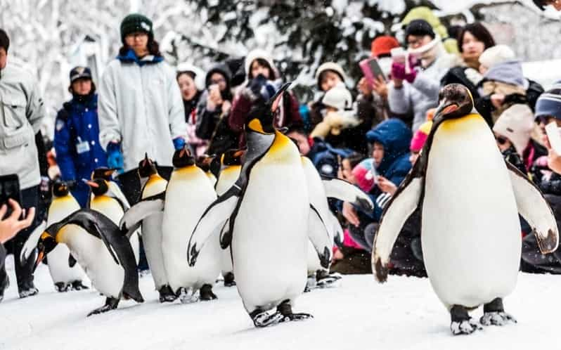 Hokkaido: Asahiyama Zoo, Biei, and Ningle Terrace Tour - Shikisai-no-oka Activities