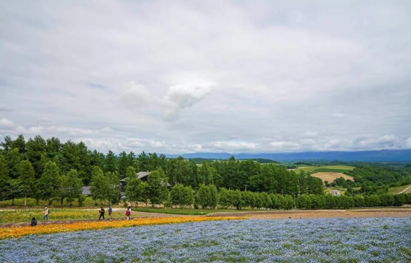 Hokkaido Biei Green Pond and Furano Flower Sea | Day Tour - Key Locations Explored