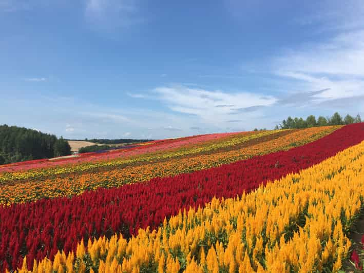 Hokkaido Furano Day Tour - Itinerary Highlights