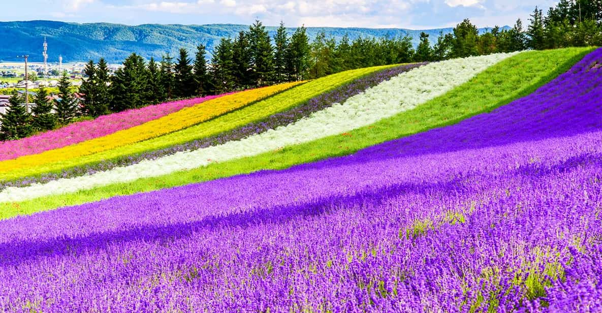 Hokkaido:Biei Blue Pond,Flower Fields, Ningle Terrace Trip - Key Attractions