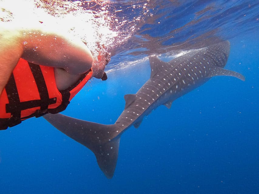 Holbox: Swimming With Wild Whale Sharks Boat Trip - Highlights and Experience