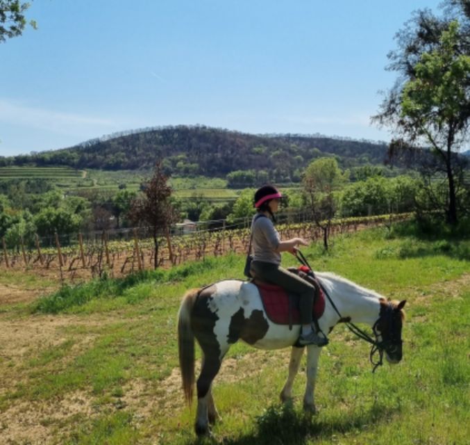 Horse Back Riding + Wine Tasting in the Maures Forest - Guided Tour Highlights