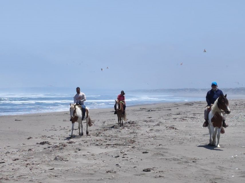 Horse Riding & Barbecue, Ritoque Sand Dunes & Beach F. Valpo - Horse Riding Adventure