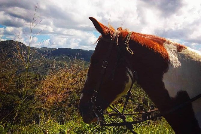 Horseback Ride to the Forgotten Jungle City - Dining Experience During the Tour