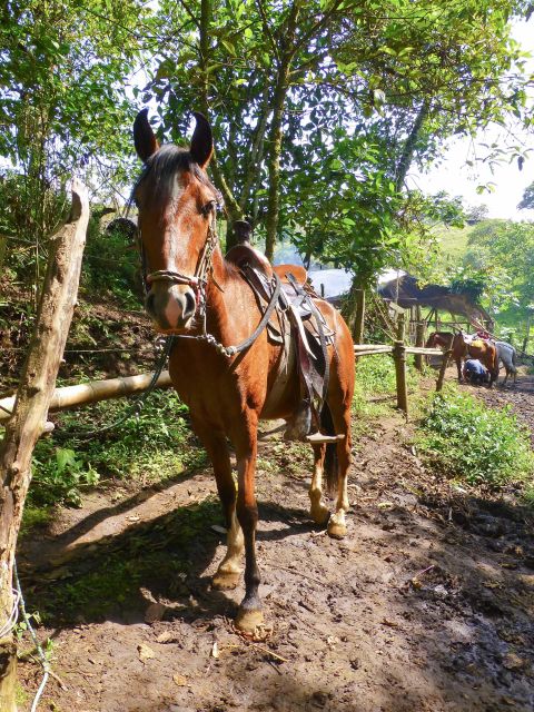 Horseback Riding Tour and Visit to Tablón, Chaquira, Pelota - Itinerary Details