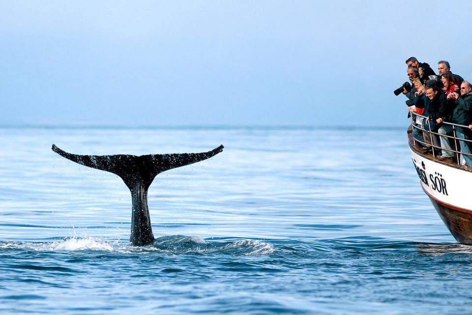 Húsavík: Whale Watching on a Carbon Neutral Oak Boat - Tour Experience