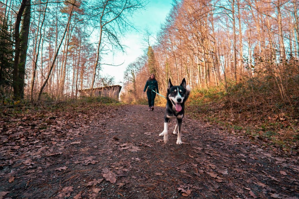 Husky Experience Hiking Althütte - Itinerary Details