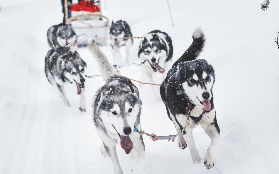 Husky Safari 1 Hour (10 Km) Small-Group Mushing Experience - Highlights of the Experience