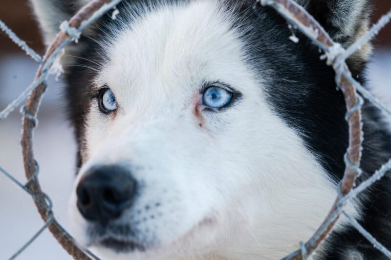 Husky Sledding Ride 1,5 Km Family Trip - Itinerary Details