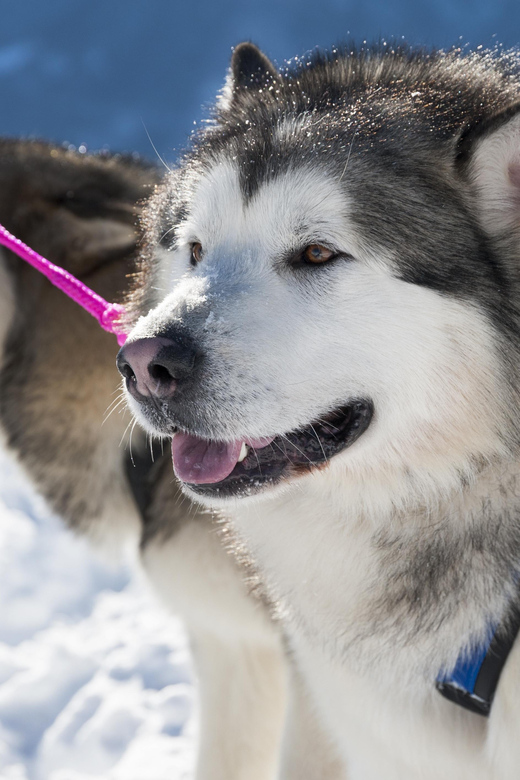 Husky Sledding Ride in Levi 5 KM - What to Expect