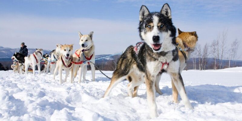 Husky Tour Experience in Levi - Whats Included in the Tour