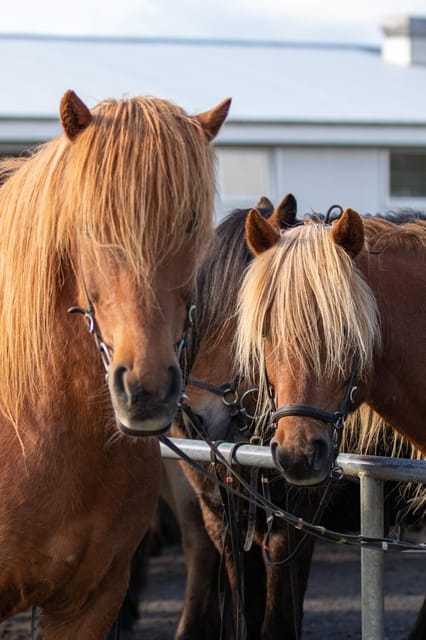 Hveragerdi: Countryside Charm Horse Riding Tour - Itinerary Details