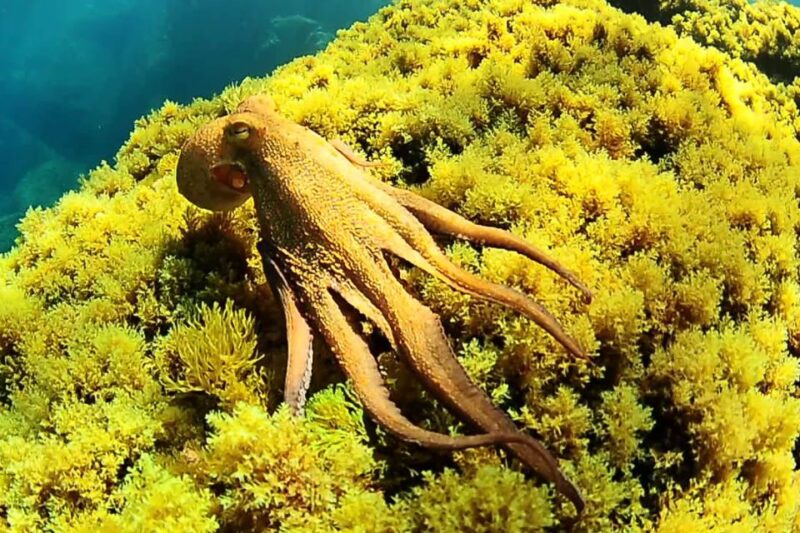 Ibiza Scuba Diving for Beginners and Snorkeling - Diving and Snorkeling Gear