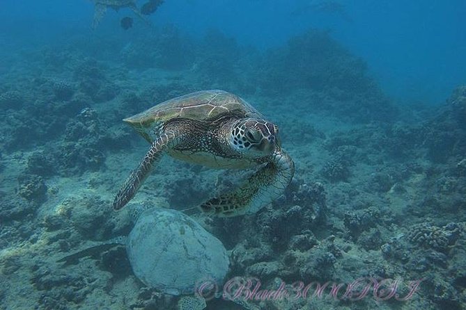 Incredibly Fun 2-Tank Coral Reef South Shore Boat Dive in Oahu From Waikiki - Customer Experiences and Reviews