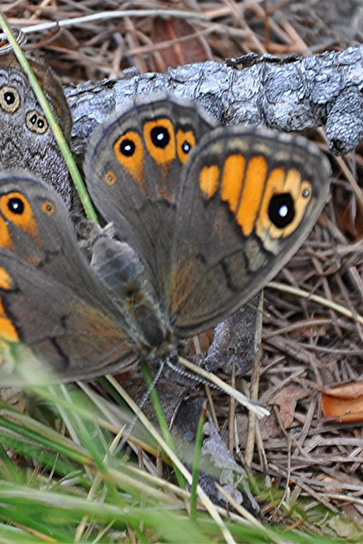 INSECTS AND OTHER FANTASTIC CREATURES - Fascinating Insect Facts