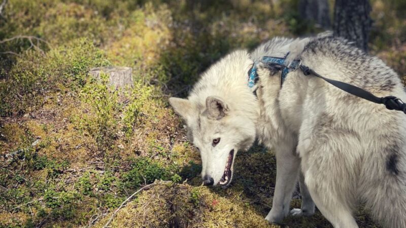 Into the Woods... - Private Tour - Detailed Tour Itinerary