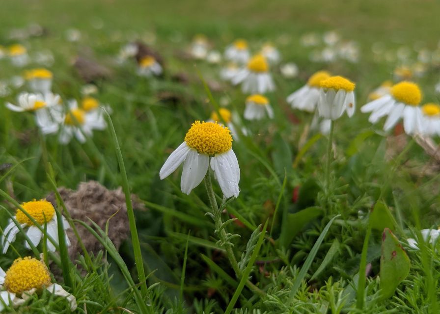 Introduction to the New Forest (Wilverley) - Natural History Highlights