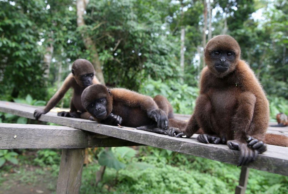 Iquitos : Full Day Excursion to Monkey Island - Wildlife Encounters