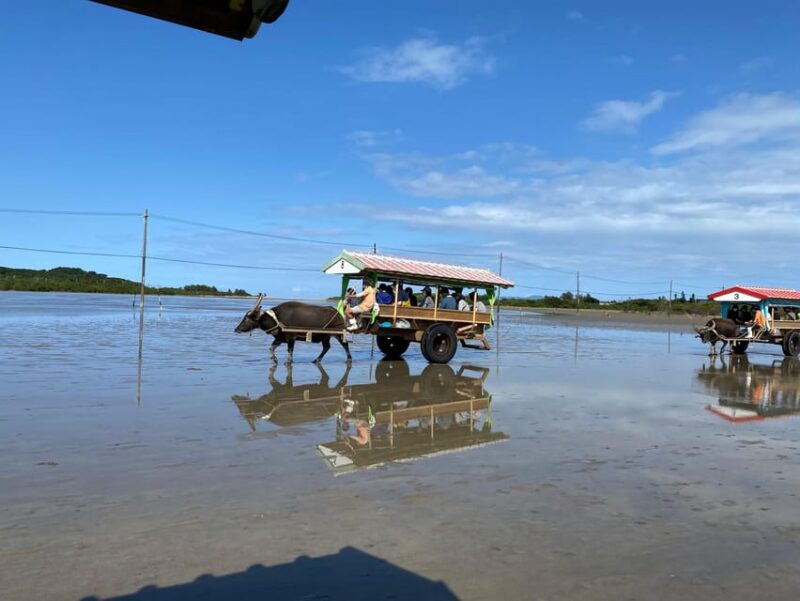 Iriomote: Mangrove Canoe and Yubujima Sightseeing Tour! - Eco-Friendly Adventure