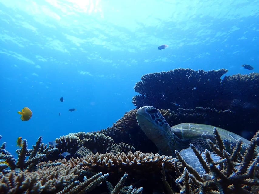 Ishigaki: Blue Cave Snorkeling Tour - Inclusions and Amenities