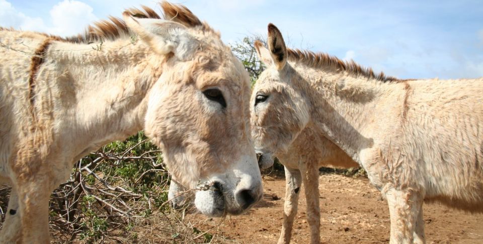 Island Tour & Cattle & Taste Local Flavors - Included Services and Transportation