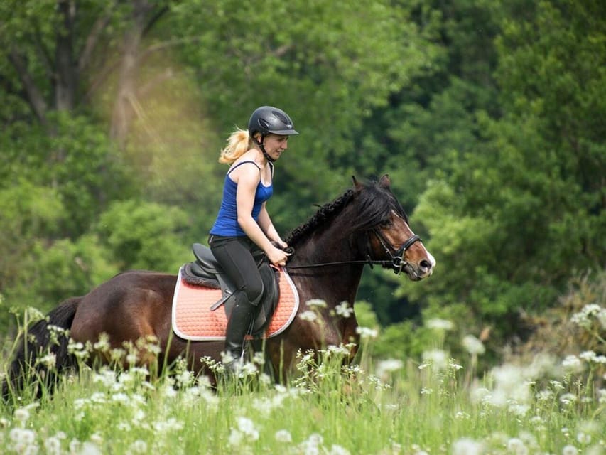 Istanbul: 1 Hours Horse Riding With Trained Horses - Riding Experience