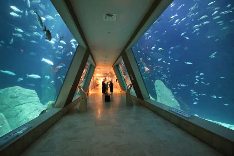 Istanbul: Aquarium Ticket and Round Trip Shuttle From Taksim - Shuttle Service Information