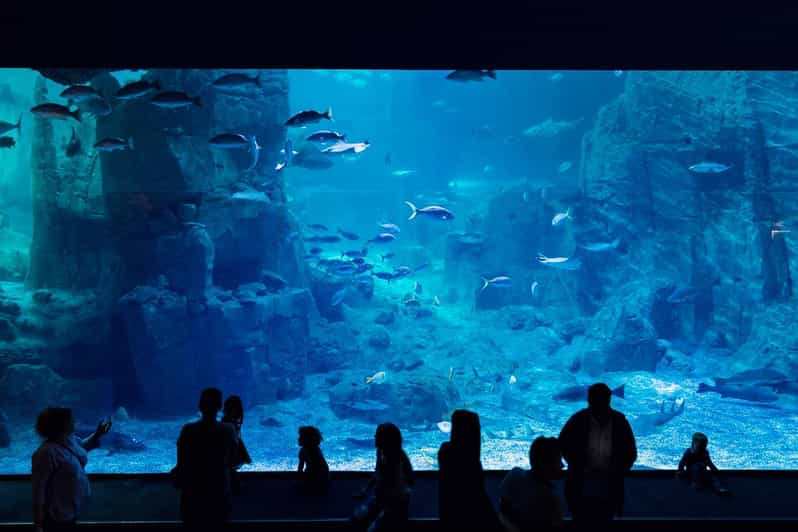 Istanbul: Aquarium Ticket With Shuttle Bus From Sultanahmet - Aquarium Features