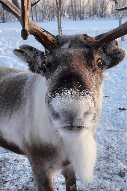 Ivalo: Snowmobile Safari, Meet&Feed Reindeers, Inc Lunch - Tour Details and Logistics