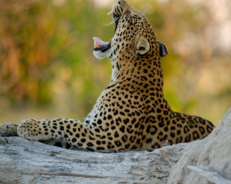 Jaipur: Private Jhalana Leopard Safari Tour - Customer Ratings and Reviews