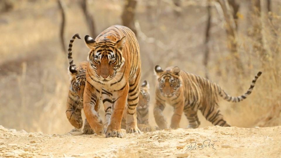 Jaipur To Ranthambore One Way Private Transfer - Booking Information