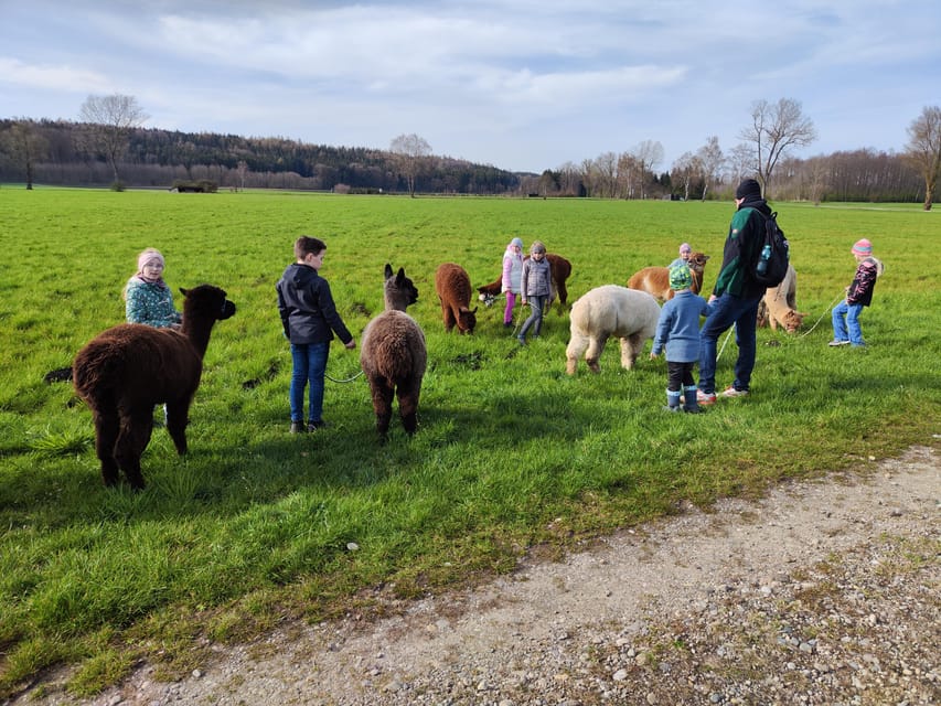 Jettingen-Scheppach: Alpaca Hike With Coffee and Cake - Hiking Trail Details