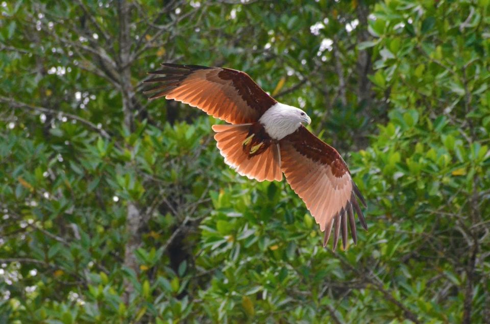 Johor: Desaru Coast Birdwatching Tour - Detailed Itinerary