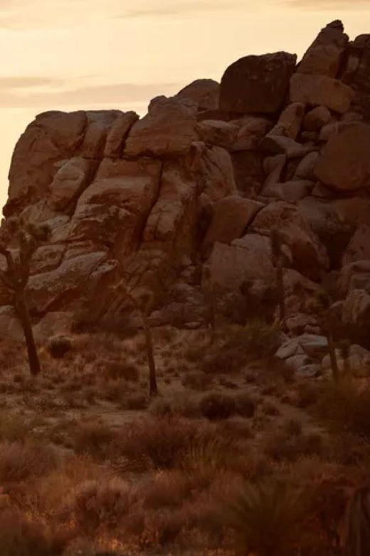 Joshua Tree: Full Moon Hike With Local Guide - Experience Highlights