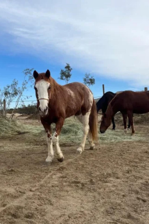 Joshua Tree: Pony Ride for Children - Safety and Supervision