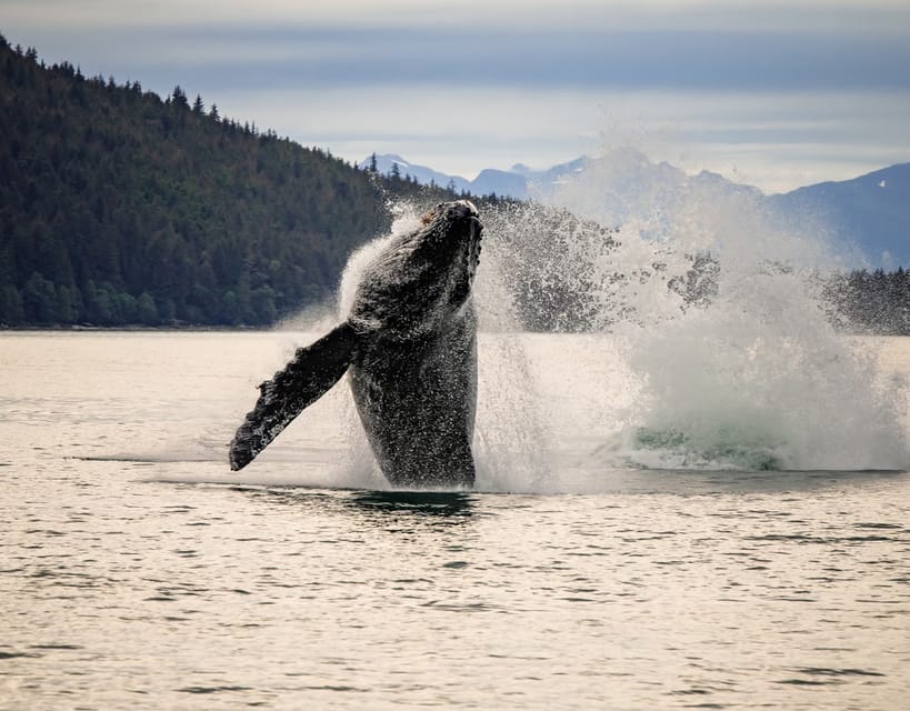 Juneau: Mendenhall Glacier Waterfall & Whale Watching Tour - Highlights of the Tour