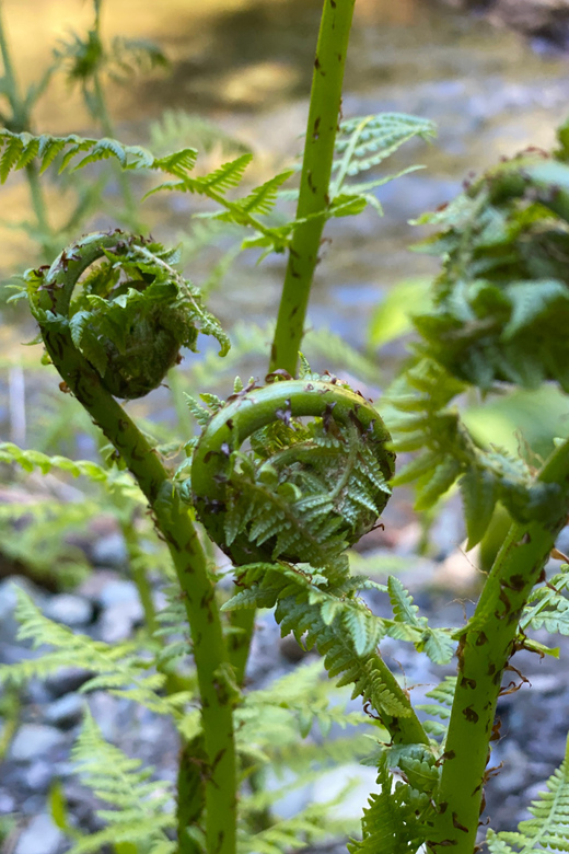 Juneau: Rainforest Photo Safari on a Segway - Price and Duration