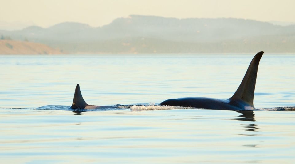 Juneau: Whale Watching and Mendenhall Glacier Day Trip - Mendenhall Glacier Exploration