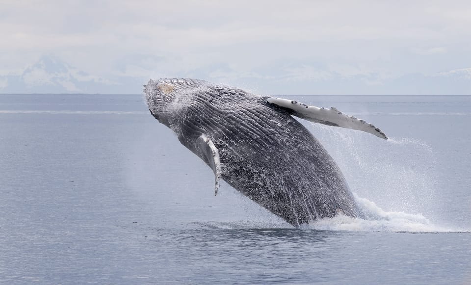 Juneau: Whale Watching and Wildlife Cruise With Local Guide - Itinerary Details