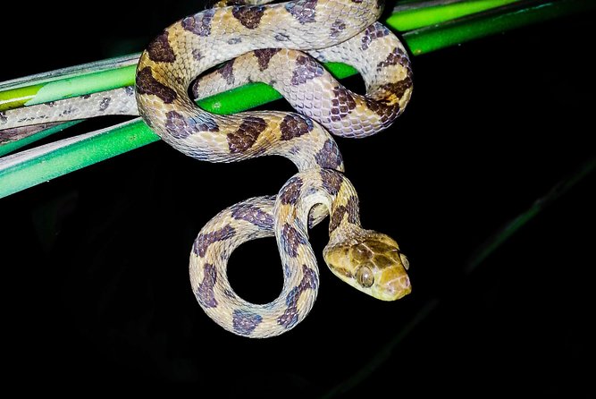 Jungle Night Tour Manuel Antonio - Nocturnal Wildlife Encounters