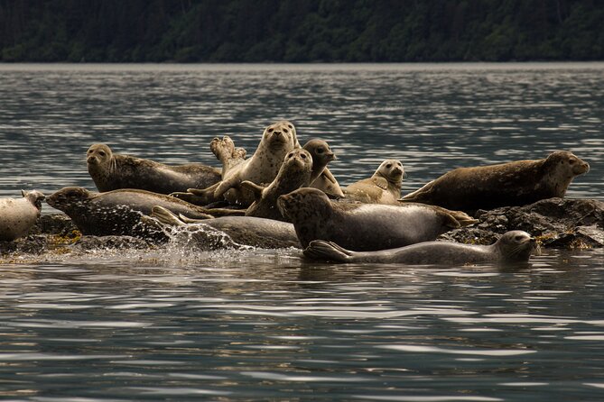 Kachemak Bay Wildlife Tour - Pricing and Booking Details