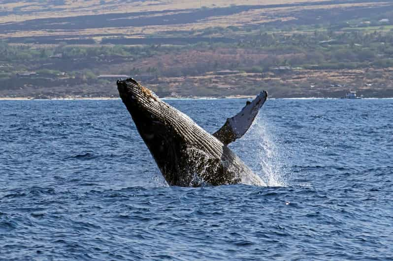 Kailua-Kona: Pacific Humpback Whale Watch Excursion - Humpback Whale Migration