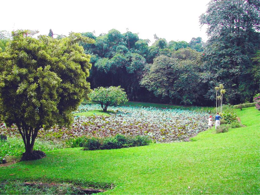 Kandy, Pinnawala Day Trip From Bentota, Kalutara Beach - Discovering the Royal Botanical Gardens