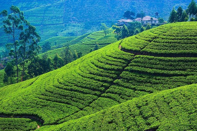 Kandy to Nuwara Eliya Private Day Tour - Scenic Ramboda Falls