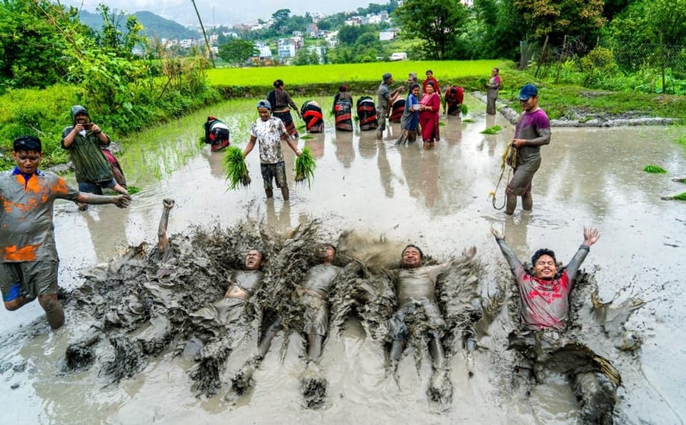 Kathmandu: the Mud and the Miracle,Paddy Plantation Festival - Scenic Countryside Experience